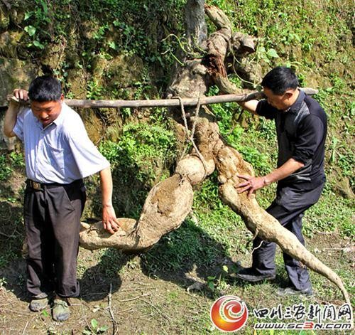 Choang voi cu san day hinh thu nhu nguoi, nang 250 kg-Hinh-2